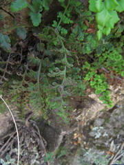 Asplenium papaverifolium