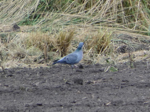 Paloma zurita (Columba oenas)