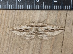 Ecleora solieraria