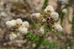 Phylica humilis