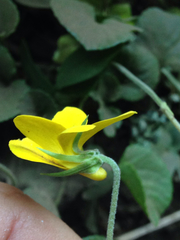 Viola maculata