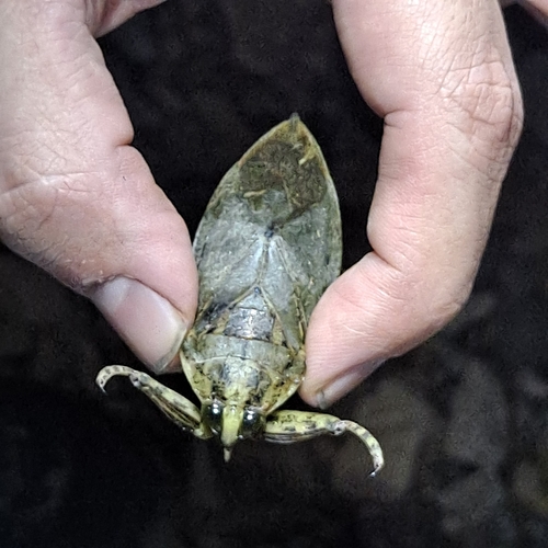 Lethocerus medius