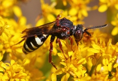 Nomada vicina