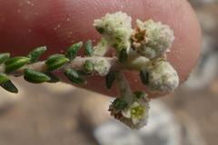 Phylica humilis