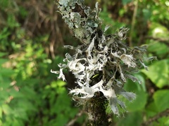 Leucodermia guzmaniana
