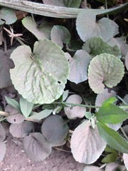 Viola maculata