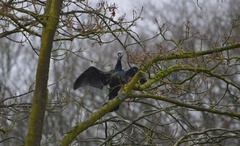Phalacrocorax carbo