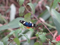 Heliconius sara fulgidus