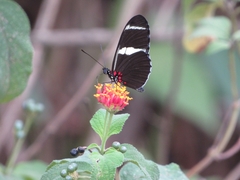 Heliconius sara fulgidus