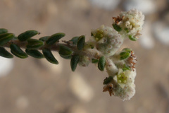 Phylica humilis