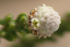 Phylica humilis