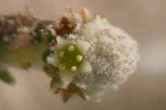 Phylica humilis