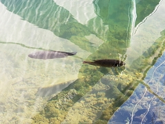 Sarotherodon melanotheron