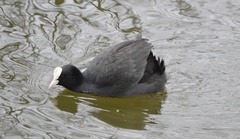 Fulica atra