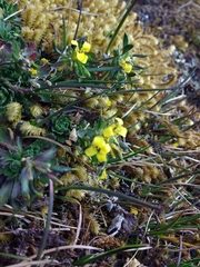 Draba rositae