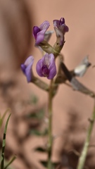 Astragalus amphioxys