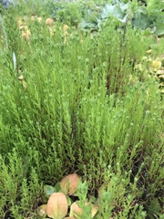 Amblyopappus pusillus