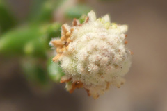 Phylica humilis