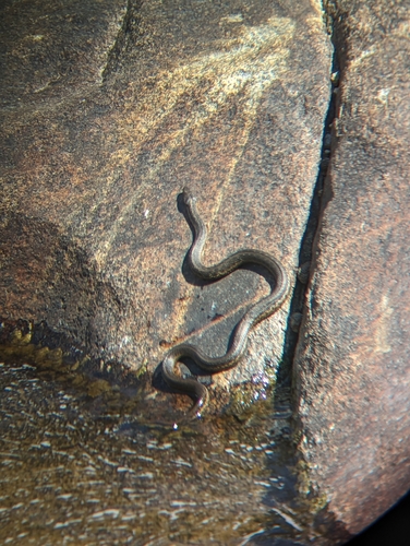 iNaturalist observation photo of Sierra Garter Snake