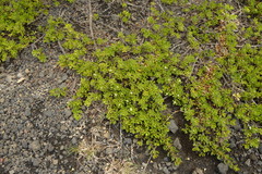 Baccharis magellanica