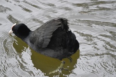 Fulica atra