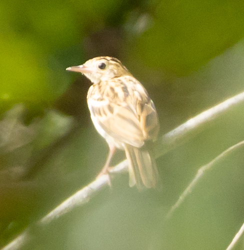 iNaturalist image