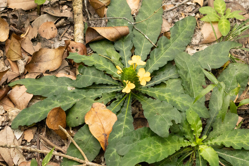 Crossandra pungens