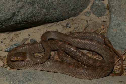 Arabian Cat Snake