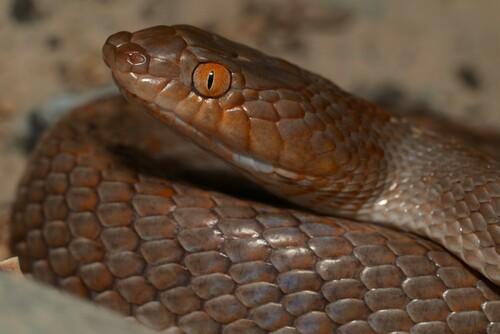 Arabian Cat Snake