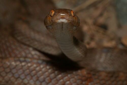 Arabian Cat Snake