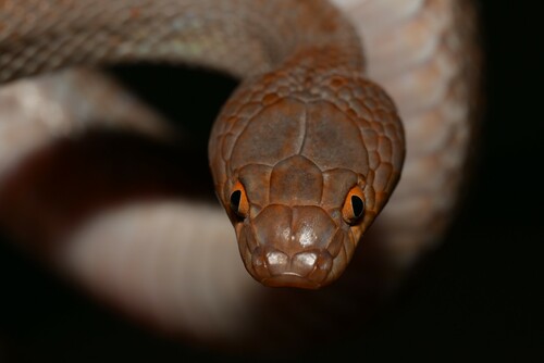 Arabian Cat Snake