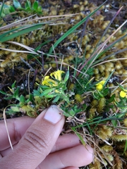 Draba rositae