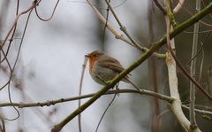 Erithacus rubecula