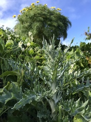 Cirsium occidentale occidentale