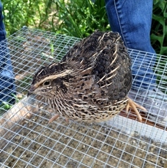 Coturnix