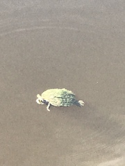 Pseudemys peninsularis