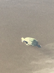 Pseudemys peninsularis