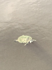 Pseudemys peninsularis