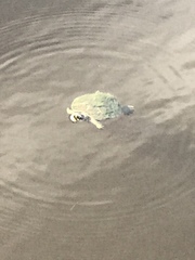 Pseudemys peninsularis