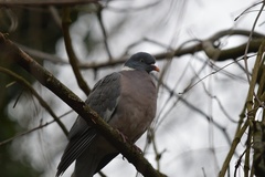 Columba palumbus