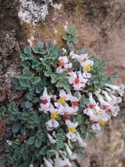 Sarcocapnos enneaphylla