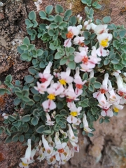 Sarcocapnos enneaphylla