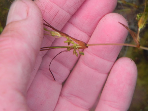 Ruppia maritima iNat (2)
