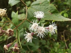 Chromolaena bigelovii