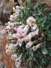 Sarcocapnos enneaphylla