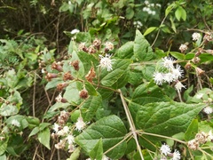 Chromolaena bigelovii