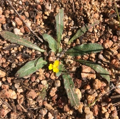 Camissoniopsis micrantha