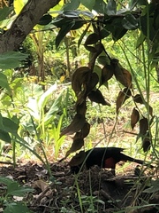 Hypopyrrhus pyrohypogaster