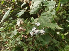 Chromolaena bigelovii