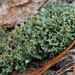 Crazy Scale Lichen - Photo (c) Hans, some rights reserved (CC BY-NC), uploaded by Hans